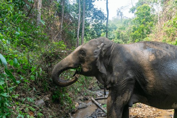 Circuit Thaïlande en Liberté et plage à Khao Lak 4* pas cher photo 16