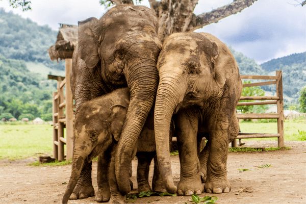 Circuit Grand Tour de Thaïlande et plage à Hua Hin 5* Luxe pas cher photo 11