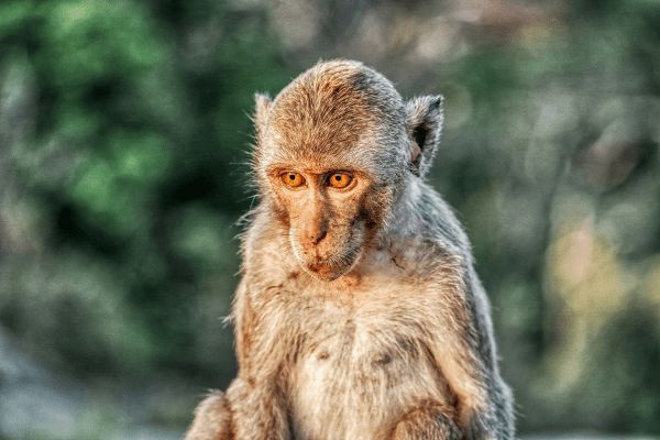 Circuit Grand Tour de Thaïlande et plage à Hua Hin 5* Luxe pas cher photo 17