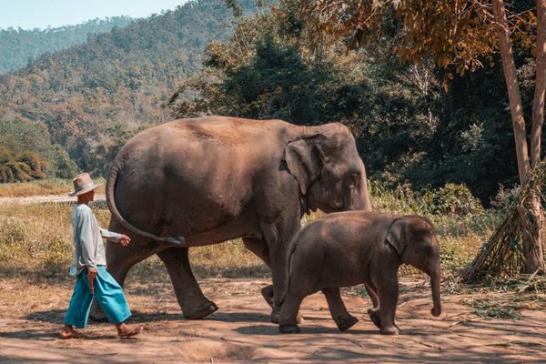 Circuit Grand Tour de Thaïlande et plage à Khao Lak 5* pas cher photo 4