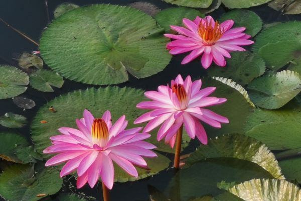 Circuit Jasmin de Thaïlande en Privatif pas cher photo 31