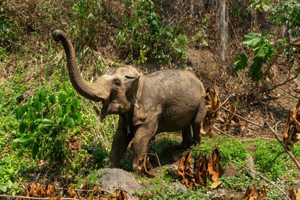 Circuit Trésors de Thaïlande et plage à Koh Samui en Hotel Boutique Charme pas cher photo 9