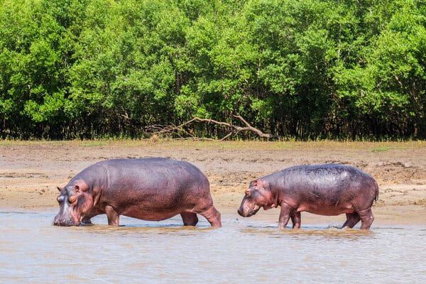 Circuit Jambo Zanzibar et plage de Jambiani pas cher photo 10