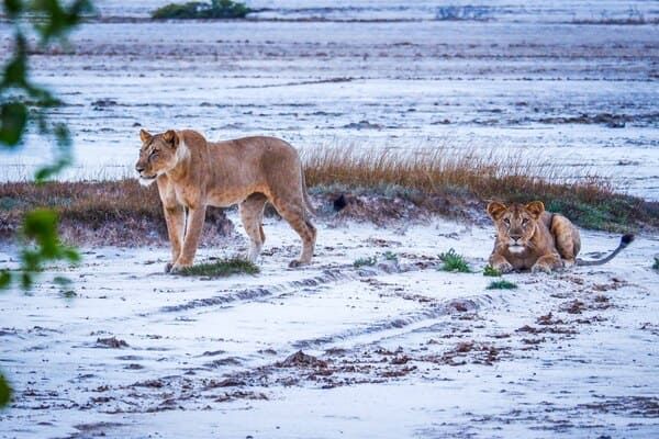 Circuit Jambo Zanzibar et plage de Jambiani pas cher photo 16