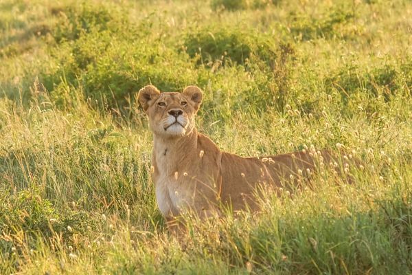 Circuit Tanzanie entre Terre et Mer, Cap sur Saadani pas cher photo 2