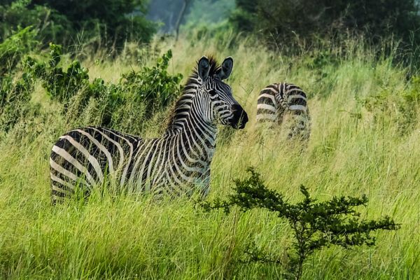 Circuit Tanzanie entre Terre et Mer, Cap sur Saadani pas cher photo 9