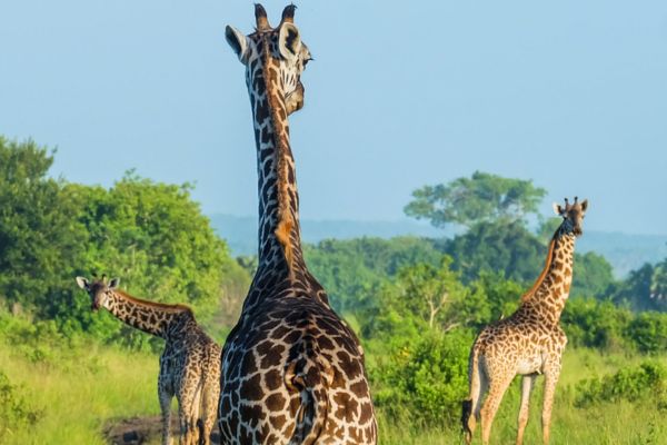 Circuit Tanzanie entre Terre et Mer, Cap sur Saadani pas cher photo 11