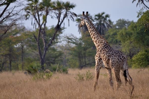 Circuit Jambo Zanzibar et plage de Kiwengwa pas cher photo 11