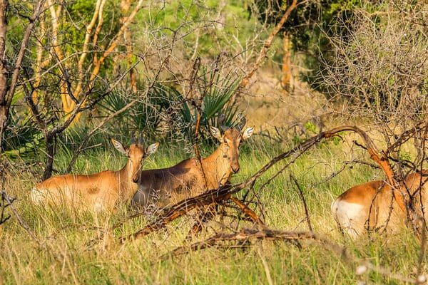 Circuit Jambo Zanzibar et plage de Kiwengwa pas cher photo 18