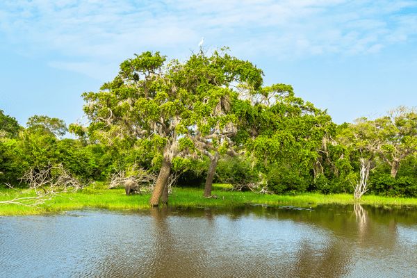Circuit Aventure Sri Lankaise et Plage à Galle en Privatif 4* pas cher photo 11