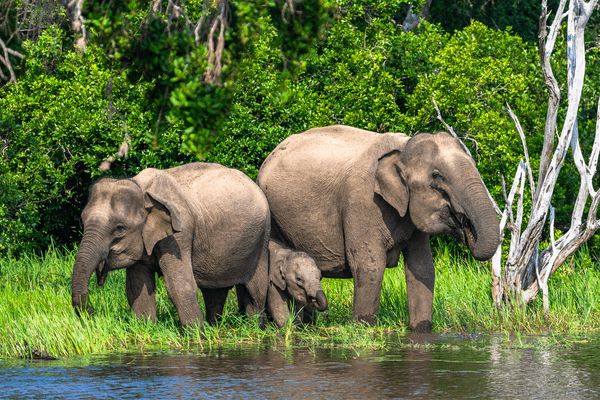 Circuit Trésors du Sri Lanka en Privatif et plage à Pasikudah 4* pas cher photo 18