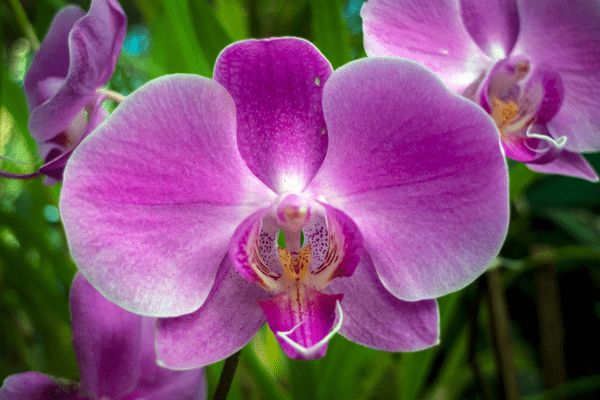 Circuit De la Route des Epices au lagon de l'atoll Ari pas cher photo 17