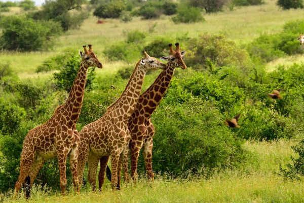 Circuit Des Terres Sauvages au lagon de Diani Beach pas cher photo 4
