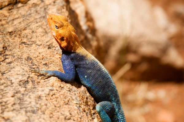 Circuit Des Terres Sauvages au lagon de Diani Beach pas cher photo 10
