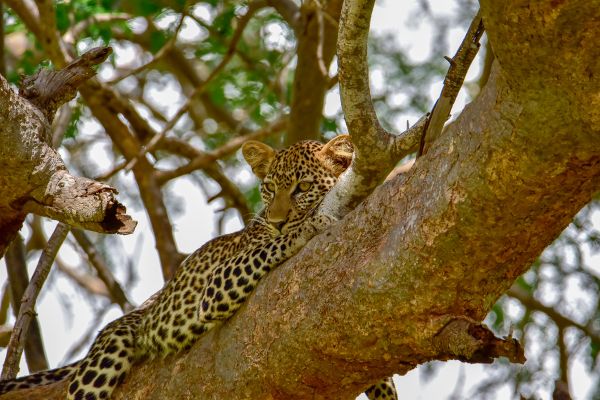 Circuit Des Terres Sauvages au lagon de Diani Beach pas cher photo 11