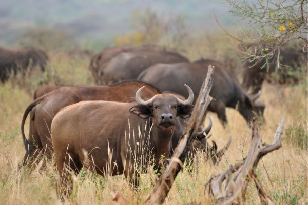 Combiné Soleil et Safari, Plages paradisiaques et Terres Sauvages 2*tout compris 2* pas cher photo 4
