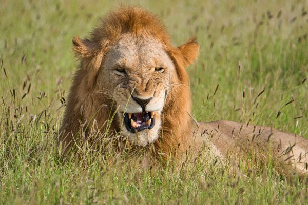 Combiné Soleil et Safari, Plages paradisiaques et Terres Sauvages 2*tout compris 2* pas cher photo 6