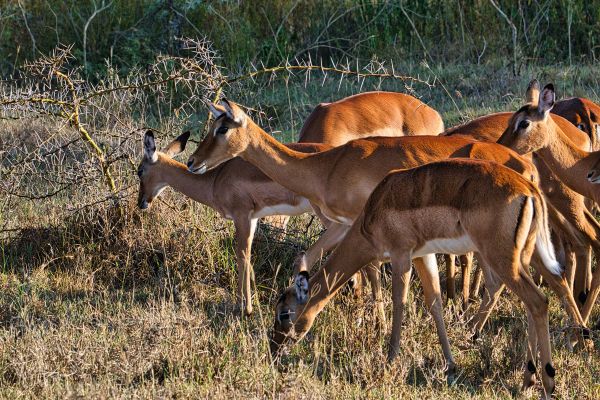 Combiné Soleil et Safari, Plages paradisiaques et Terres Sauvages 2*tout compris 2* pas cher photo 10