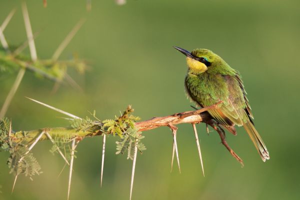Combiné Kenya et Tanzanie, Du Joyau de l'Afrique aux Terres du Kilimandjaro pas cher photo 5