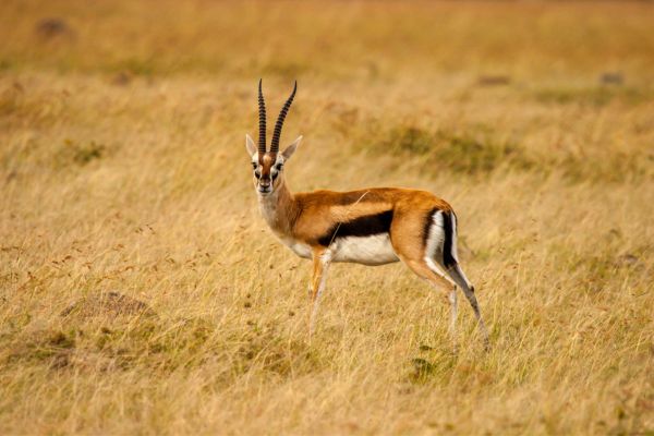 Combiné Kenya et Tanzanie, Du Joyau de l'Afrique aux Terres du Kilimandjaro pas cher photo 6