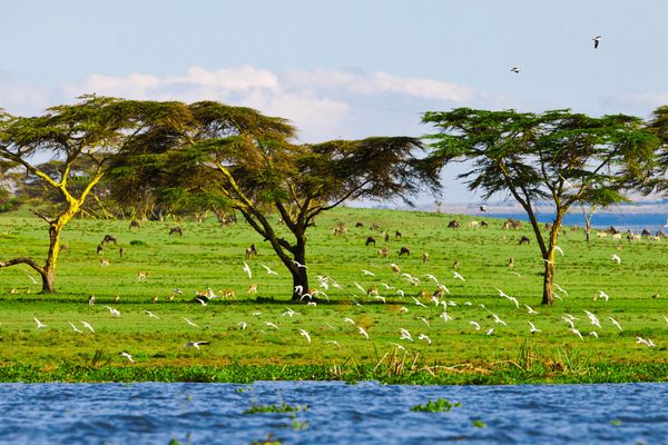 Combiné Kenya et Tanzanie, Du Joyau de l'Afrique aux Terres du Kilimandjaro pas cher photo 7