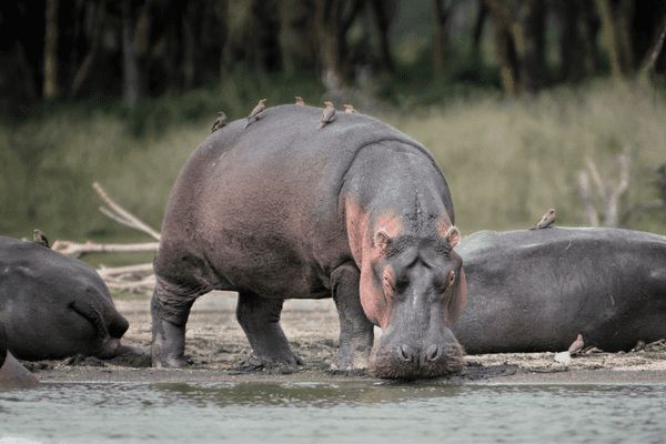 Combiné Kenya et Tanzanie, Du Joyau de l'Afrique aux Terres du Kilimandjaro pas cher photo 8