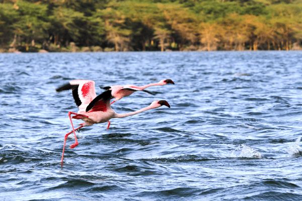 Combiné Kenya et Tanzanie, Du Joyau de l'Afrique aux Terres du Kilimandjaro pas cher photo 9