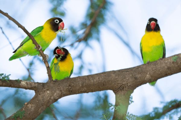 Combiné Kenya et Tanzanie, Du Joyau de l'Afrique aux Terres du Kilimandjaro pas cher photo 15