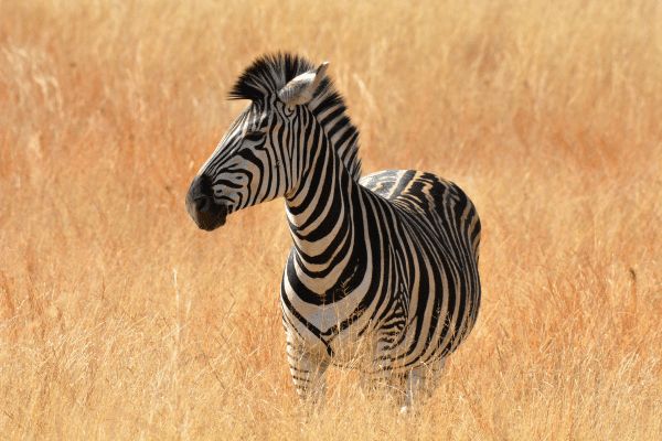 Combiné Kenya et Tanzanie, Du Joyau de l'Afrique aux Terres du Kilimandjaro pas cher photo 16