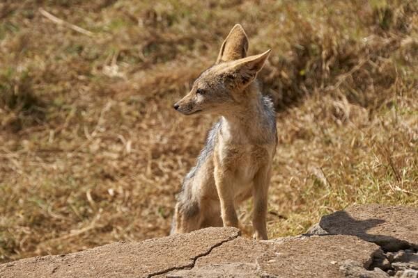 Combiné Kenya et Tanzanie, Du Joyau de l'Afrique aux Terres du Kilimandjaro pas cher photo 21
