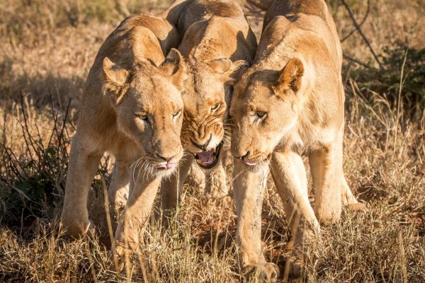 Circuit Du Cap de Bonne Espérance au Parc de Chobe et Chutes Victoria pas cher photo 25