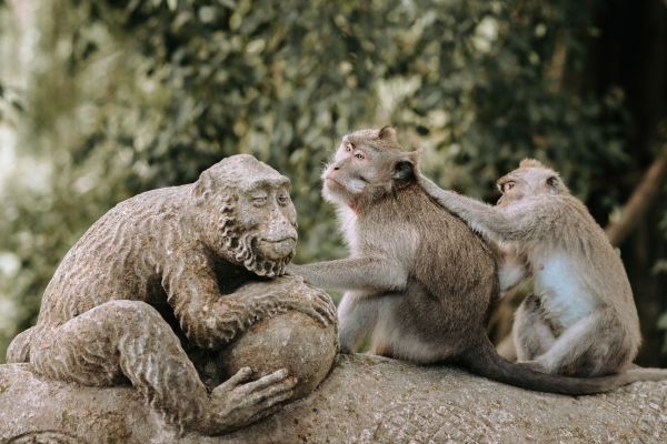 Combiné Des Rizières de l'île des Dieux aux eaux turquoise de Nusa Lembongan 4* pas cher photo 11