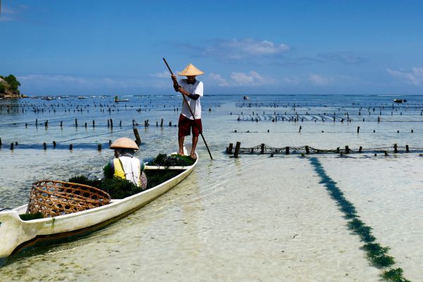 Combiné Des Rizières de l'île des Dieux aux eaux turquoise de Nusa Lembongan 4* pas cher photo 2