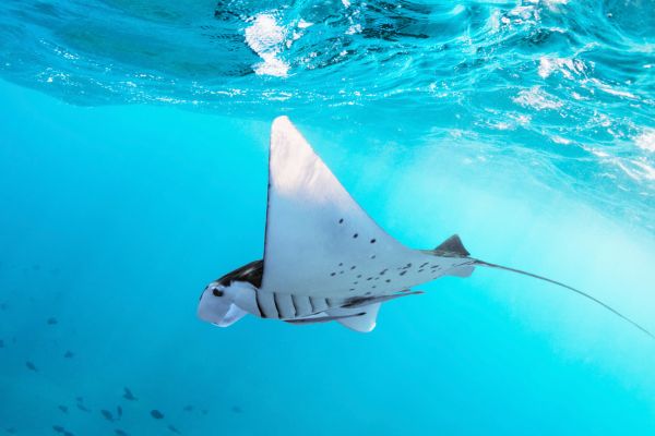 Combiné Des Rizières de l'île des Dieux aux eaux turquoise de Nusa Lembongan 4* pas cher photo 15