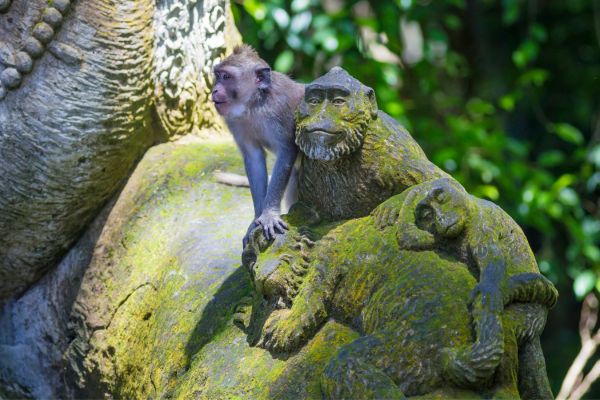 Combiné Jungle et Sable de Bali 5* pas cher photo 11