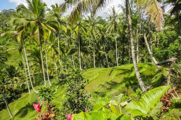 Circuit Beautés Balinaises pas cher photo 7