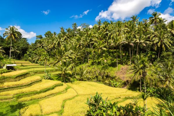 Circuit Rizières et Rivages de Bali pas cher photo 1
