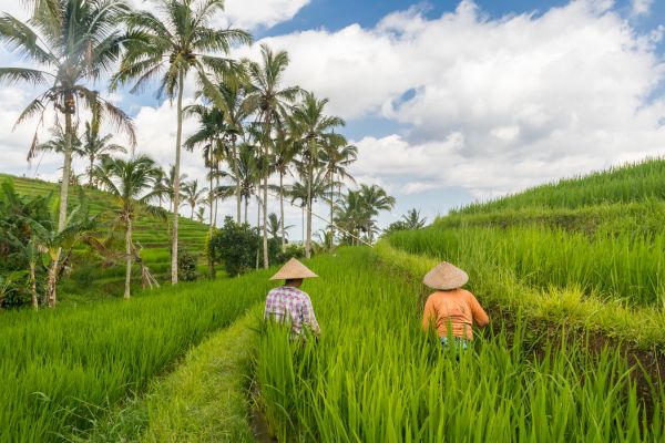 Circuit De Bali à Lombok, 2 îles 2 découvertes en Privatif 4* pas cher photo 25
