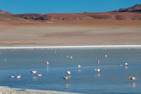 Circuit Grand Panorama Andin - Chili, Bolivie & Pérou pas cher photo 20