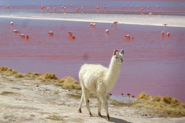 Circuit Grand Panorama Andin - Chili, Bolivie & Pérou pas cher photo 25
