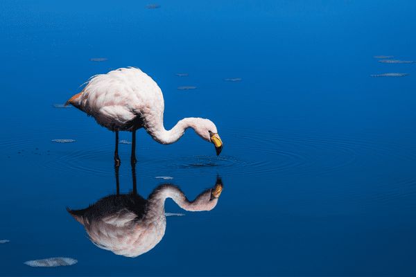 Circuit Grand Panorama Andin - Chili, Bolivie & Pérou pas cher photo 35