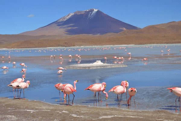 Circuit Grand Panorama Andin - Chili, Bolivie & Pérou pas cher photo 36