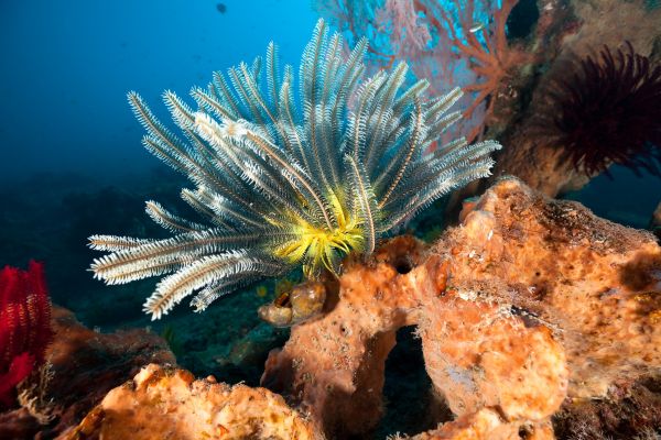Combiné Jungle, Océan & Sable de Bali pas cher photo 16