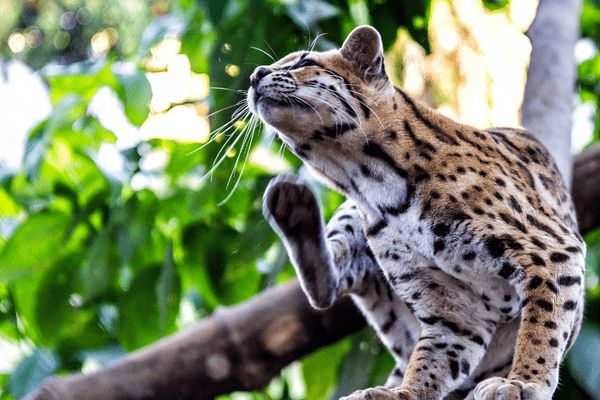 Circuit Au Coeur du Pays Inca & extension Amazonie pas cher photo 5