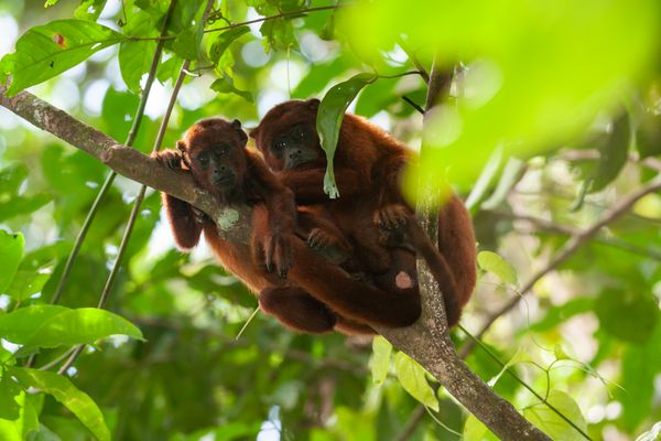 Circuit Au Coeur du Pays Inca & extension Amazonie pas cher photo 7
