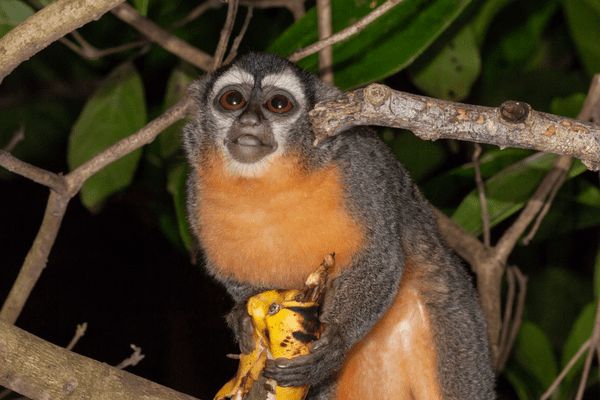 Circuit Au Coeur du Pays Inca & extension Amazonie pas cher photo 11