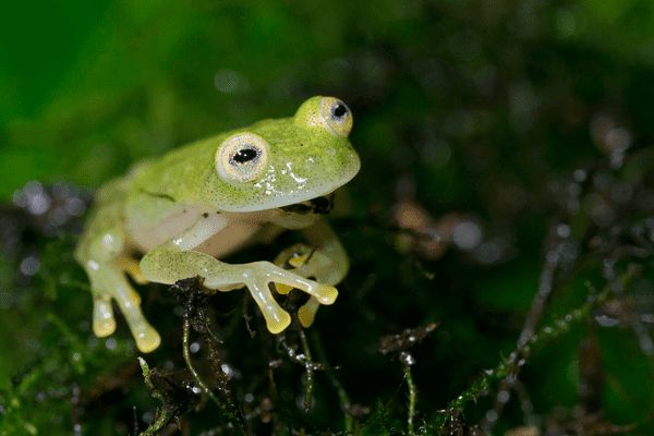 Circuit Au Coeur du Pays Inca & extension Amazonie pas cher photo 15