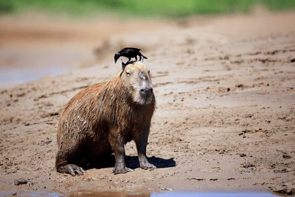 Circuit Au Coeur du Pays Inca & extension Amazonie pas cher photo 21