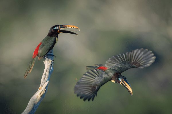Circuit Au Coeur du Pays Inca & extension Amazonie pas cher photo 25