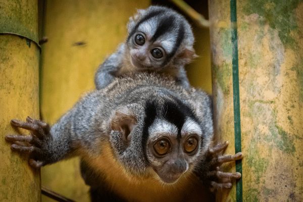Circuit Au Coeur du Pays Inca & extension Amazonie pas cher photo 27